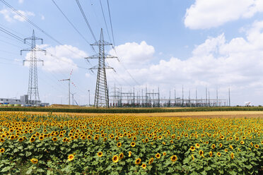 Österreich, Burgenland, Sonnenblumenfeld und Windpark Mönchhof-Halbturn - SIEF006492