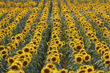 Österreich, Burgenland, Oslip, Sonnenblumenfeld - SIEF006489