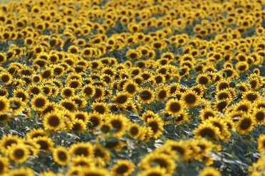 Österreich, Burgenland, Oslip, Sonnenblumenfeld - SIEF006488