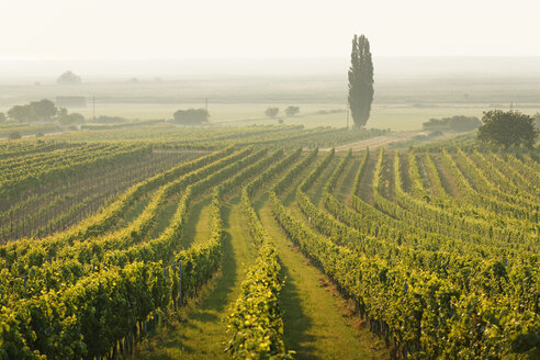 Österreich, Burgenland, Weinberge am Neusiedler See zwischen Oggau und Rust - SIEF006485