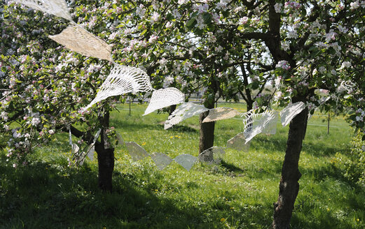 Deutschland, Hamburg, Teile von alten gehäkelten Tischdecken hängen zwischen blühenden Apfelbäumen - GIS000020