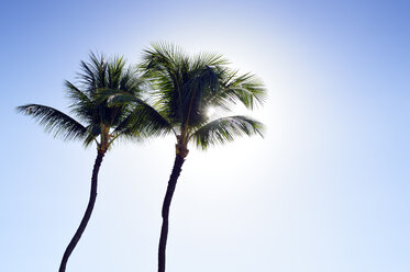 USA, Hawaii, Maui, Kaanapali, palm trees at Kahekili Beach Park - BRF000985
