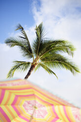 USA, Hawaii, Maui, Kaanapali, Palme und Sonnenschirm im Kahekili Beach Park - BRF000993