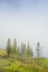 USA, Hawaii, Maui, Waihee Ridge Trail, Cook Pines im Nebel - BRF000997