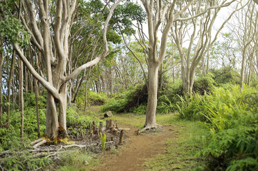 USA, Hawaii, Maui, guava trees at Waihee Ridge Trail - BRF001111