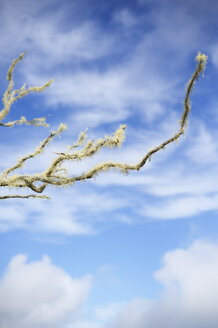 USA, Hawaii, Maui, abgestorbener Baum, bewachsen mit Fischgrätenflechte am Waihee Ridge Trail - BRF001007