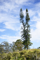 USA, Hawaii, Maui, Waihee Ridge Trail, Cook Pine mit zwei Wipfeln - BRF001008