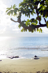 USA, Hawaii, Maui, Lahaina, red mangrove on beach - BRF001012