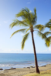 USA, Hawaii, Maui, Lahaina, Palme am Strand - BRF001014