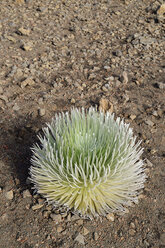 USA, Hawaii, Maui, Haleakala, Silberschwert wächst im Vulkankrater - BRF001066