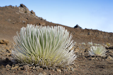 USA, Hawaii, Maui, Haleakala, Silberschwert wächst im Vulkankrater - BRF001067