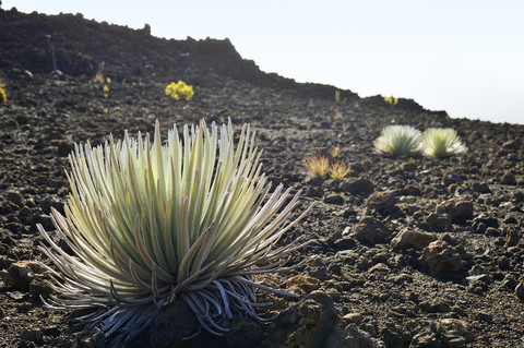 USA, Hawaii, Maui, Haleakala, Silberschwert wächst im Vulkankrater, lizenzfreies Stockfoto