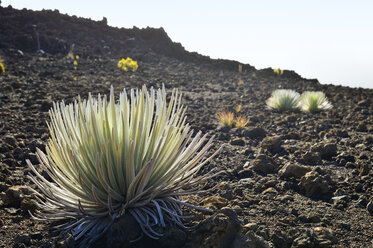 USA, Hawaii, Maui, Haleakala, Silberschwert wächst im Vulkankrater - BRF001069