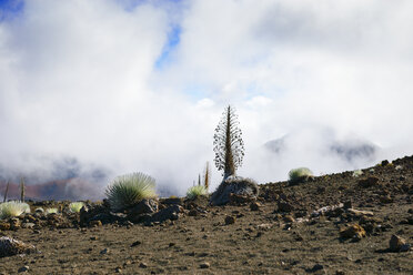USA, Hawaii, Maui, Haleakala, Silberschwert wächst im Vulkankrater - BRF001070