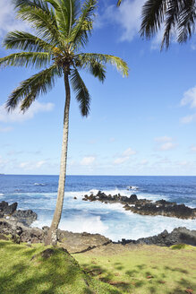 USA, Hawaii, Maui, Nahiku, palm tree at the coast - BRF001093