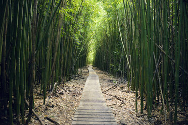 USA, Hawaii, Maui, Haleakala National Park, bamboo forest at Pipiwai Trail - BRF001101