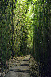 USA, Hawaii, Maui, Haleakala-Nationalpark, Bambuswald am Pipiwai Trail - BRF001102