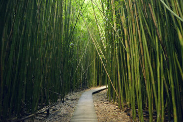 USA, Hawaii, Maui, Haleakala National Park, bamboo forest at Pipiwai Trail - BRF001103