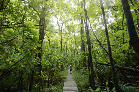 USA, Hawaii, Maui, Haleakala National Park, woman hiking on Pipiwai Trail through lush vegetation stock photo