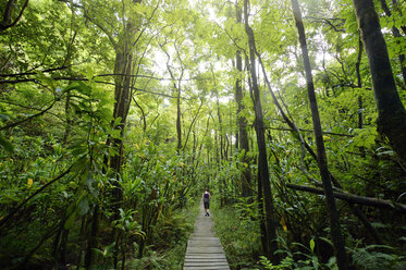 USA, Hawaii, Maui, Haleakala National Park, woman hiking on Pipiwai Trail through lush vegetation - BRF001105