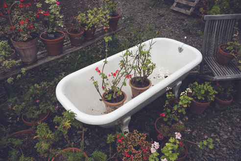 Blooming potted plants in an old tub in a garden - CHPF000070