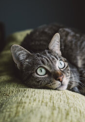 Porträt einer getigerten Katze, die auf einer Couch liegt - RAEF000055