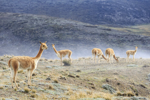 Ecuador, Chimborazo, fünf Vikunjas - FOF007691