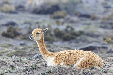 Ecuador, Chimborazo, liegendes Vikunja - FOF007694