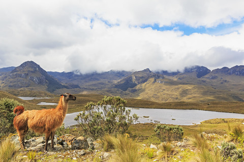 Ecuador, Cajas National Park, Lama auf einem Hügel vor einer Lagune stehend, lizenzfreies Stockfoto