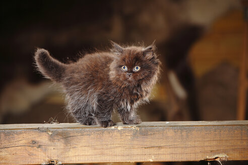 Britisch Langhaar Kätzchen stehend auf Holzbalken - HTF000669