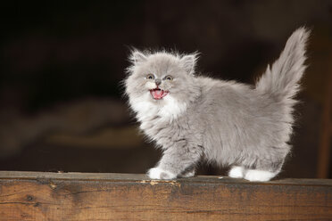 Screaming British Longhair kitten standing on wooden beam - HTF000670