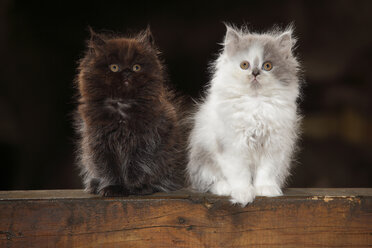 Two British Longhair kittens sitting on wooden beam - HTF000673