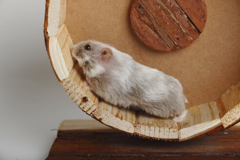 Campbell's Dwarf Hamster running in hamster wheel - HTF000674