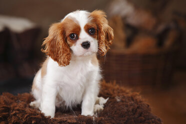 Porträt eines Cavalier King Charles Spaniel-Welpen, der auf einem Schaffell sitzt - HTF000683