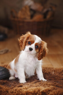 Porträt eines Cavalier King Charles Spaniel-Welpen, der auf einem Schaffell sitzt - HTF000684