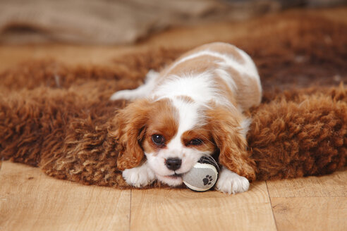 Porträt eines Cavalier King Charles Spaniel-Welpen, der auf einem Schaffell liegt - HTF000685