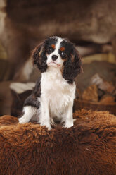 Porträt eines Cavalier King Charles Spaniel-Welpen, der auf einem Schaffell sitzt - HTF000675