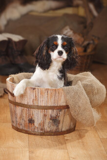 Porträt eines Cavalier King Charles Spaniel-Welpen, der in einer Holzwanne sitzt - HTF000676