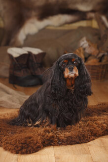 Porträt eines Cavalier King Charles Spaniels auf einem Schaffell sitzend - HTF000677