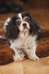 Porträt eines Cavalier King Charles Spaniels, der auf einem Schaffell liegt - HTF000678