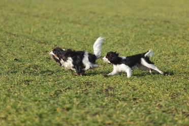 Two Cavalier King Charles Spaniels running on a meadow - HTF000679