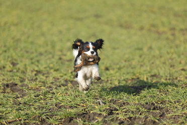 Cavalier King Charles Spaniel Welpe läuft auf einer Wiese - HTF000680