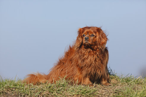 Cavalier King Charles Spaniel sitzend auf einer Wiese - HTF000681