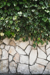 Typische italienische Steinmauer mit Hecke - GS000944
