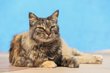 Ecuador, Guayaquil, Katze vor hellblauer Fassade liegend - FOF007714