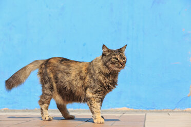 Ecuador, Guayaquil, Katze vor einer hellblauen Fassade stehend - FOF007715