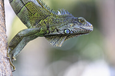 Ecuador, Guayaquil, Grüner Leguan auf Baum - FOF007716