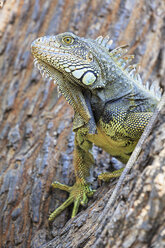 Ecuador, Guayaquil, Green Iguana on tree - FOF007718