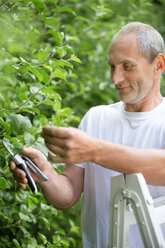 Mann beschneidet Pflanzen mit Gartenschere im Garten - WESTF021157