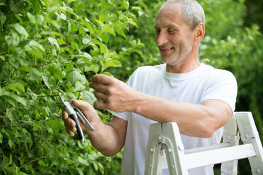 Man pruning plants with gardening clipper in the garden - WESTF021158